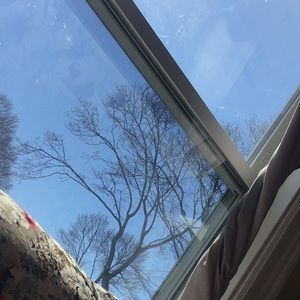 Trees of being bring us life and are a vital energy force! 🌲